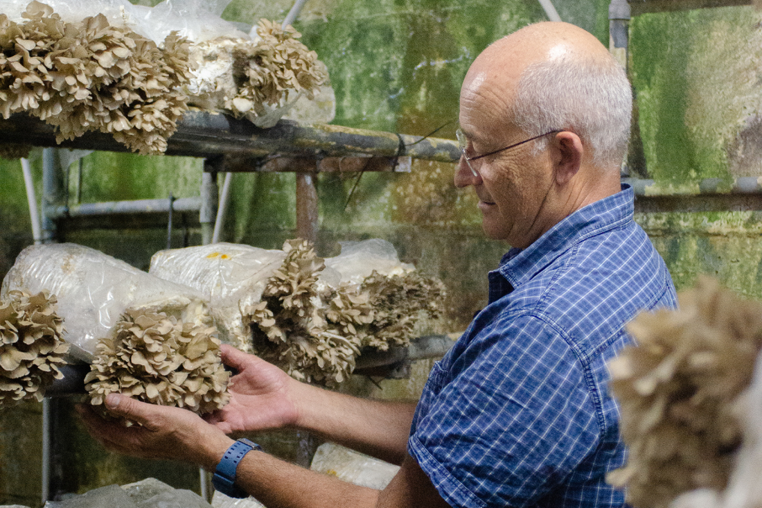 Specialty coffee and the circular economy: how to use coffee grounds to grow mushrooms