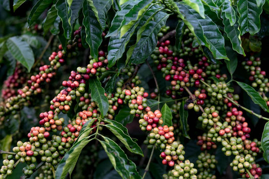 Green coffee price increase
